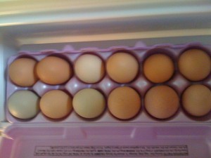 yard-eggs yard-eggs